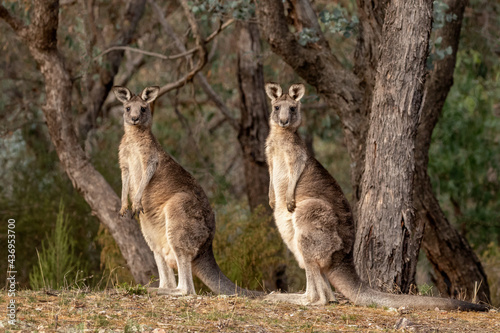 A pair of Grey Kangaroos in the early morning light - Victoria, Australia