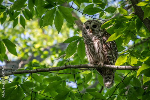 Barred Owl on branch in shadow.