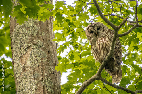 Barred Owl on Branch Looking Down
