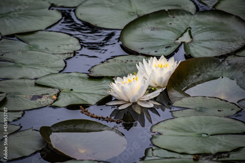 Flowering Lilypads photo