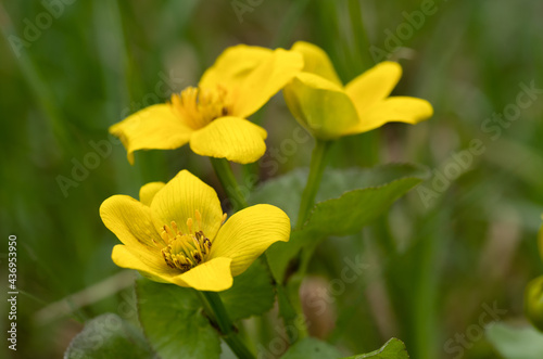 Group of bright yellow spring marsh marigold flowers with an out of focus background of green shades. 