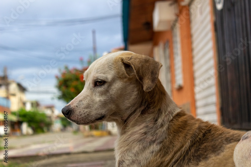 portrait of a dog of the streets