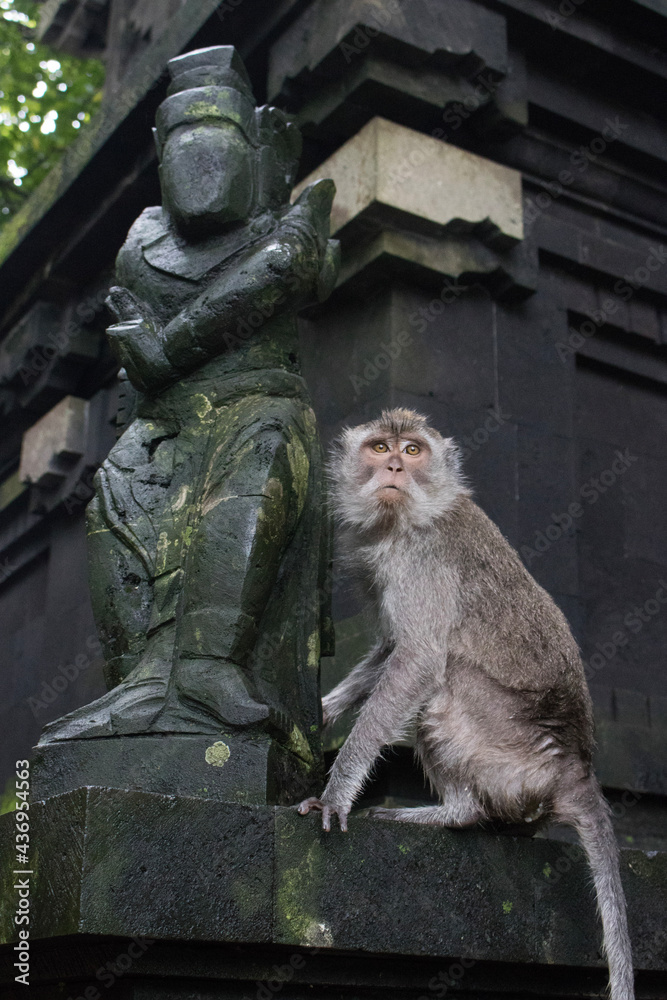 Monkey and statue