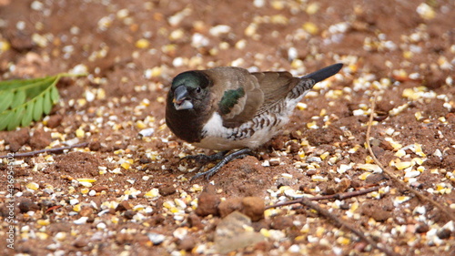 Bronze mannikin (Spermestes cucullata)  in a backyard in Pretoria, South Africa photo