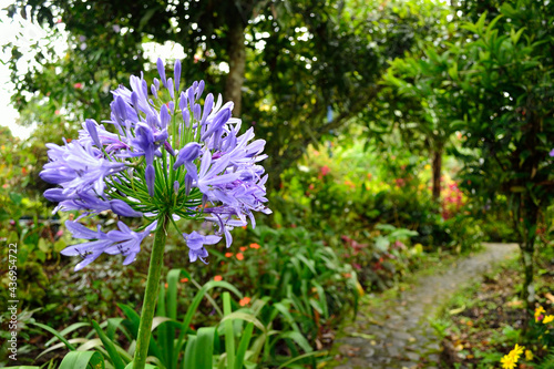 Fototapeta Naklejka Na Ścianę i Meble -  garden with purple flower