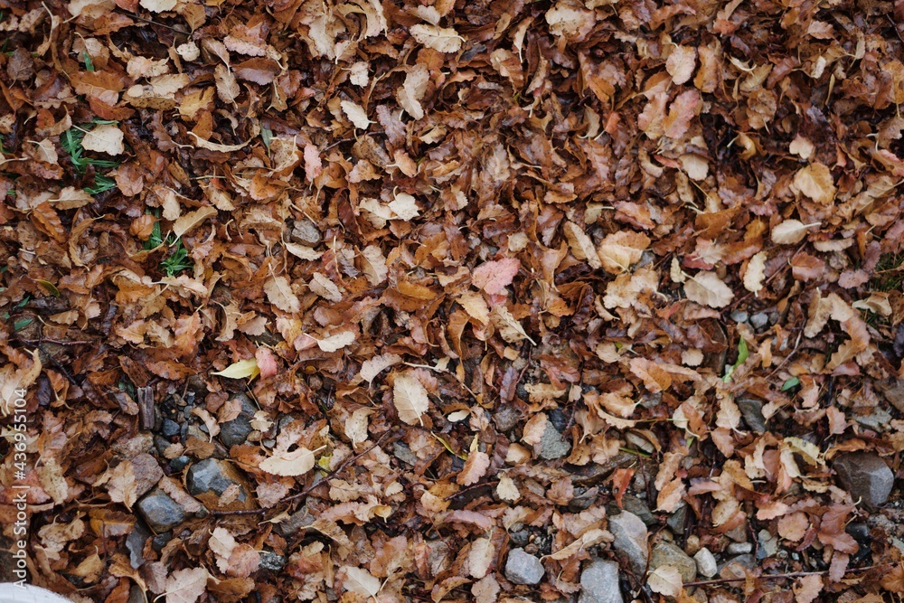 Leaves Leaves