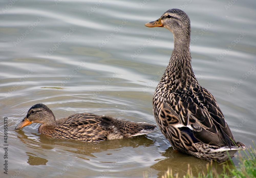 Close up of ducks in a lake. Close up of ducks in a lake.