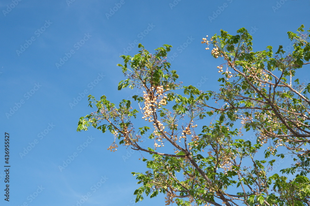 Blossom of Melia azedarach, ornamental decorative tree, commonly known as the chinaberry tree, Pride of India, bead-tree, Cape lilac, syringa berrytree, Persian lilac, Indian lilac Blossom of Melia azedarach, ornamental decorative tree, commonly known as the chinaberry tree, Pride of India, bead-tree, Cape lilac, syringa berrytree, Persian lilac, Indian lilac