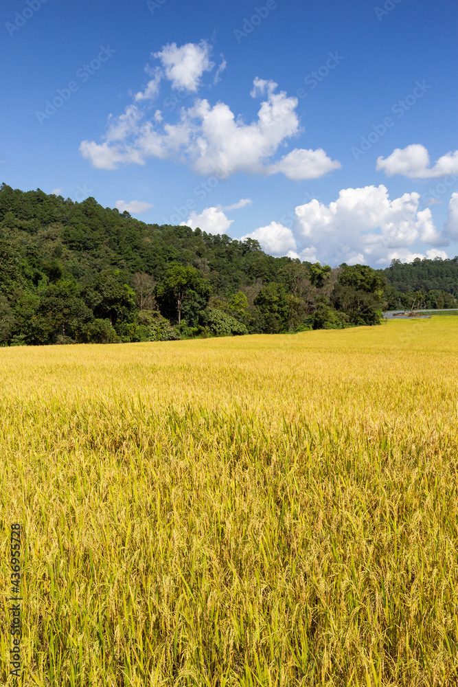 Green Terraced Rice Field in Mae Klang Luang, Chiang Mai