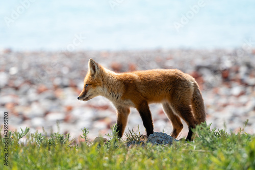 Fototapeta Naklejka Na Ścianę i Meble -  A young fox walks across a patch of grass
