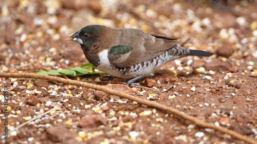 Bronze mannikin (Spermestes cucullata)  in a backyard in Pretoria, South Africa photo