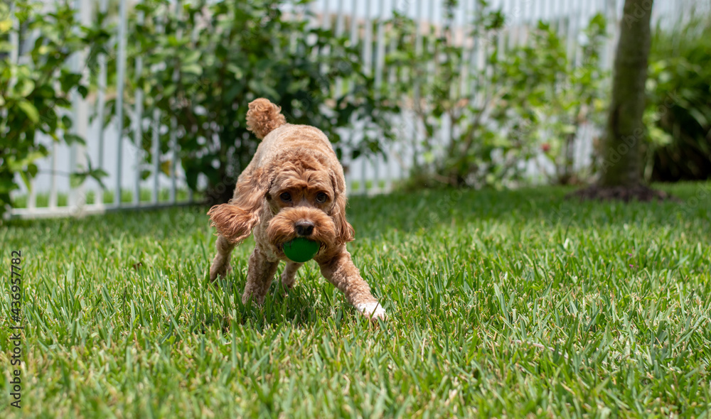 Cute brown dog, a Cocker-Spaniel Poodle (Cockapoo) lays down and takes a breather after playing with his ball in the hot Florida sun.
Cute brown dog, a Cocker-Spaniel Poodle (Cockapoo) lays down and takes a breather after playing with his ball in the hot Florida sun.