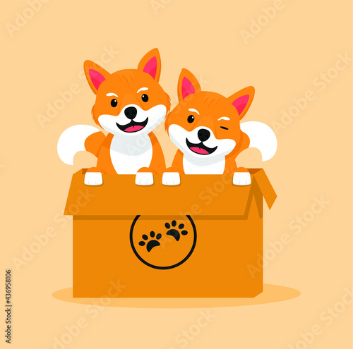 Shiba Inu in the Box, Doggy in flat design