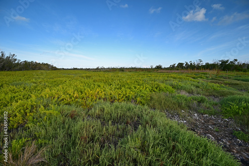 Field of Saltwort - Batis maritima - on Coastal Priarie in Everglades National Park, Florida. photo
