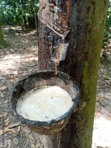 sap from rubber trees tapped in containers