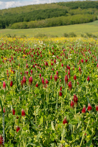 Agricultural field of flowering crimson clover (Trifolium incarnatum) in the springtime. Selective focus.