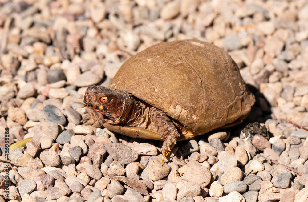 An adult box turtle with red eyes is sitting with its head out. An adult box turtle with red eyes is sitting with its head out.