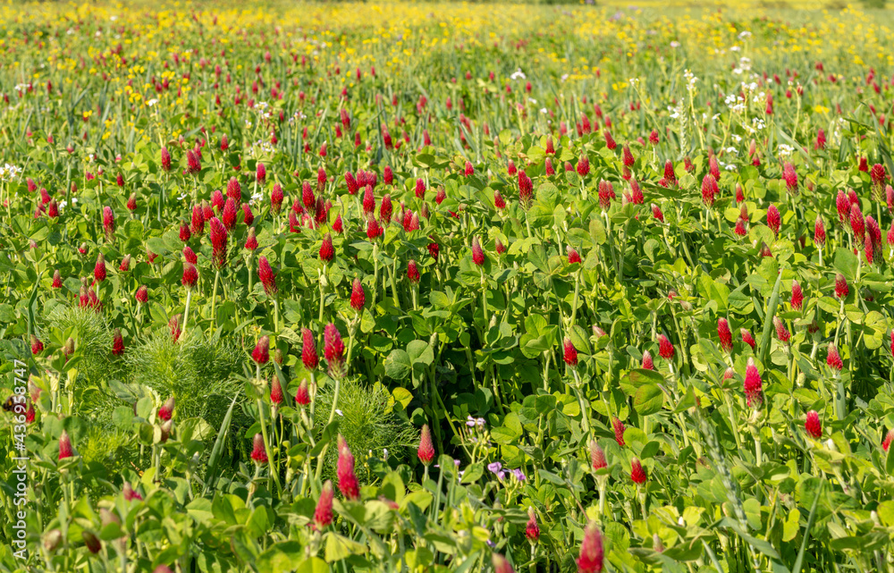 Agricultural field of flowering crimson clover (Trifolium incarnatum) in the springtime. Selective focus. Agricultural field of flowering crimson clover (Trifolium incarnatum) in the springtime. Selective focus.