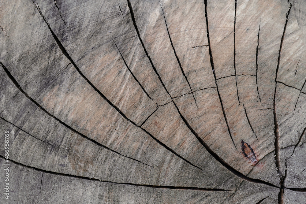 Fototapeta premium Background with the texture of an old stump.