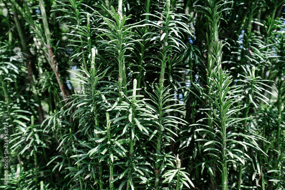 Natural background of green leaves in the park. Natural background of green leaves in the park.