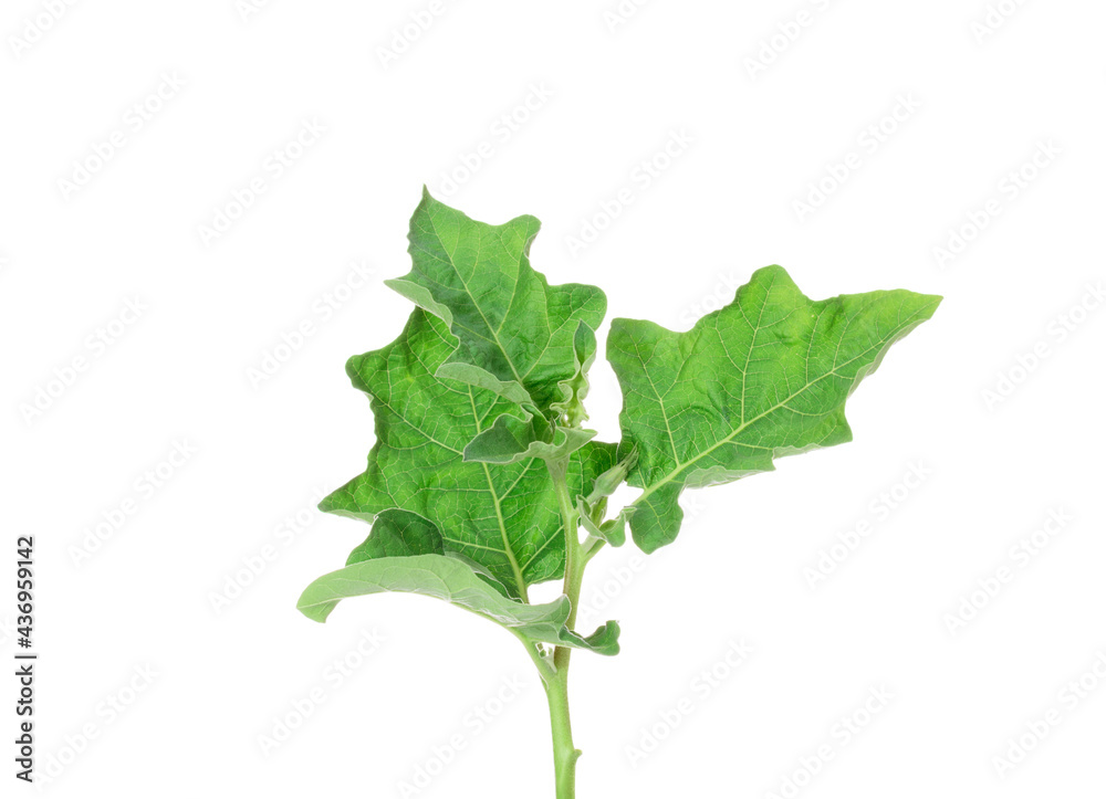 The leaves of the eggplant tree are flowering and the green shoots are growing. isolated on white The leaves of the eggplant tree are flowering and the green shoots are growing. isolated on white