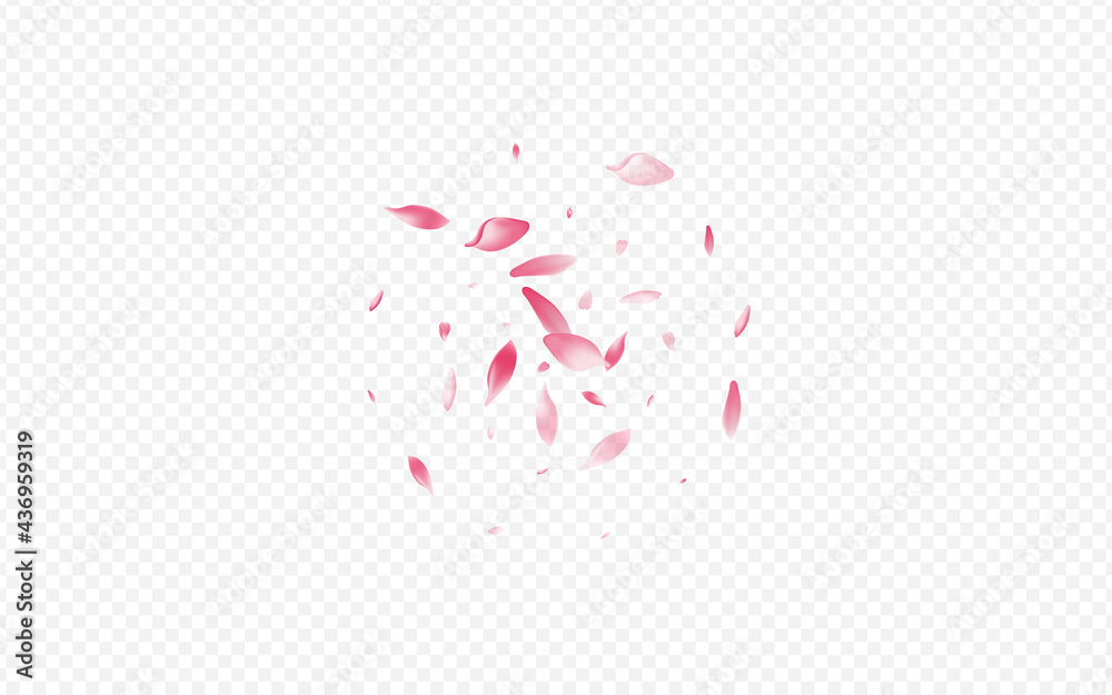 Pink Rose Vector Transparent Background. Blossom