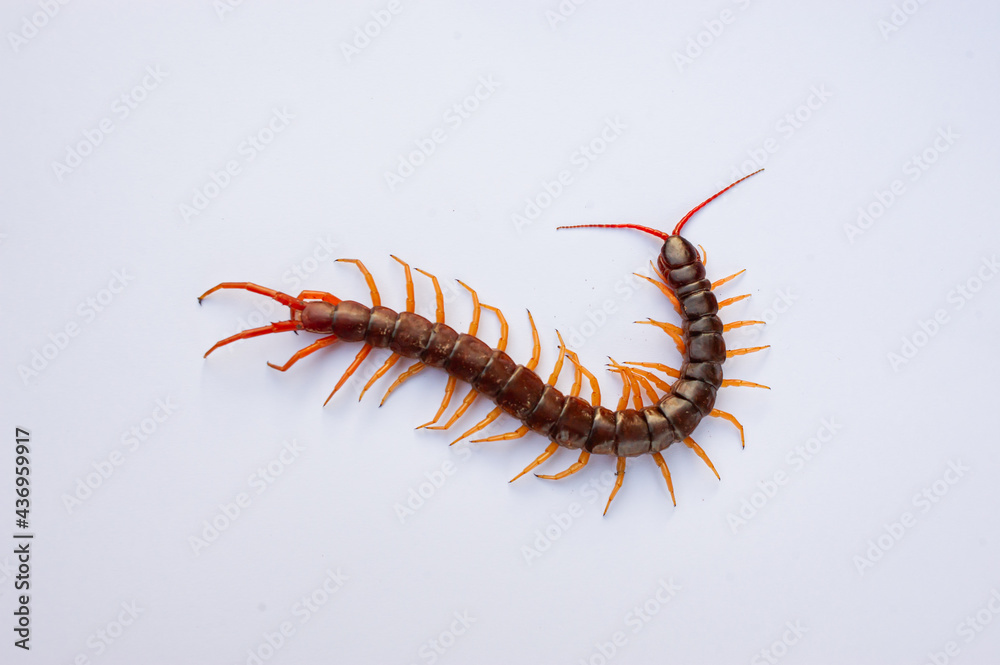 Centipede is a poisonous animal with many legs that can bite and release poison to enemies. It's on white background. Centipede is a poisonous animal with many legs that can bite and release poison to enemies. It's on white background.