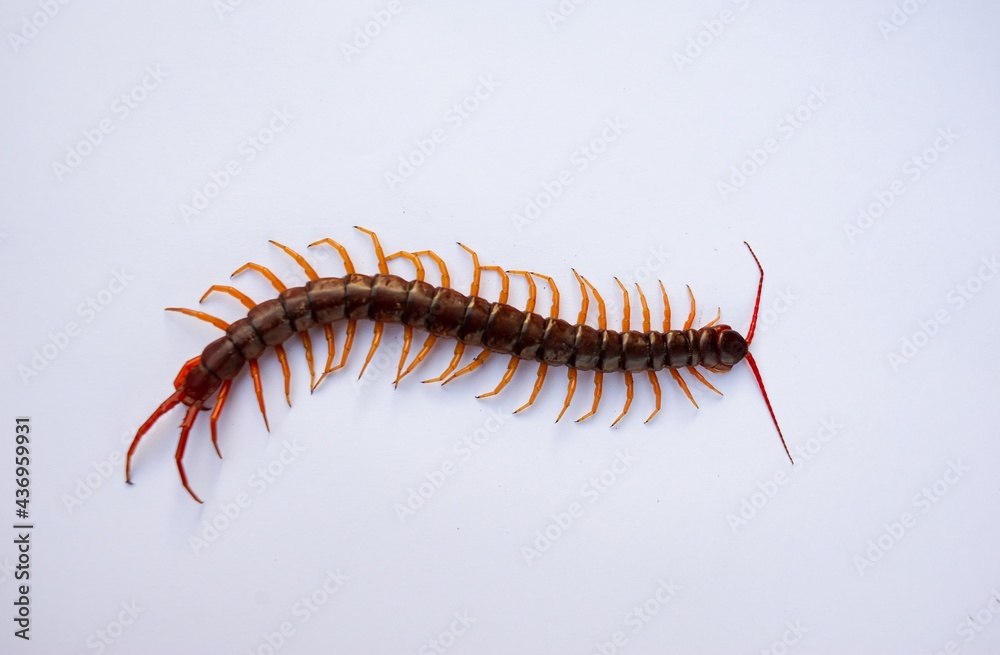 Centipede is a poisonous animal with many legs that can bite and release poison to enemies. It's on white background. Centipede is a poisonous animal with many legs that can bite and release poison to enemies. It's on white background.