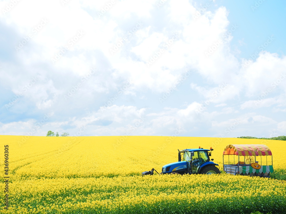 北海道の絶景 安平町の美しい菜の花畑とトラクター幌馬車 Stock Photo Adobe Stock