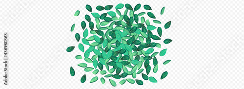 Mint Leaf Organic Vector Panoramic Transparent