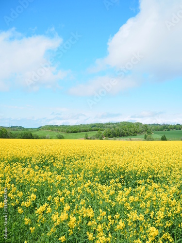 北海道の絶景 安平町の美しい菜の花畑