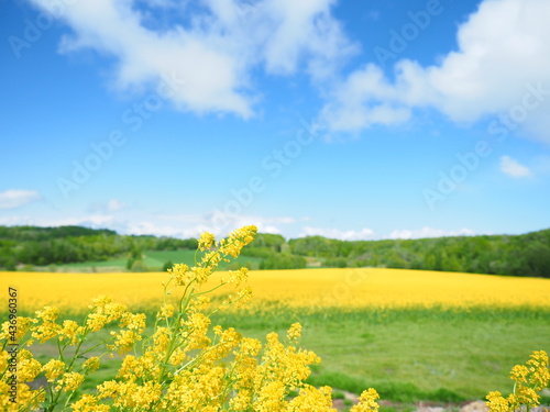 北海道の絶景 安平町の美しい菜の花畑