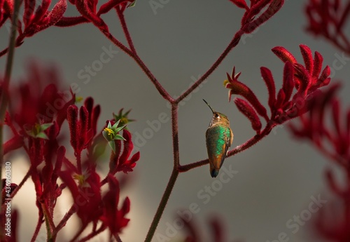 This image showcases a beautiful Allen's humming bird perched on blooming anigozanthos red kangaroo paw plant with a dramatic sky in the background. photo