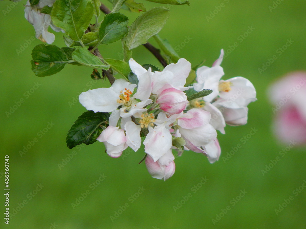 apple tree blossom