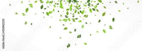 Lime Leaves Spring Vector Panoramic White