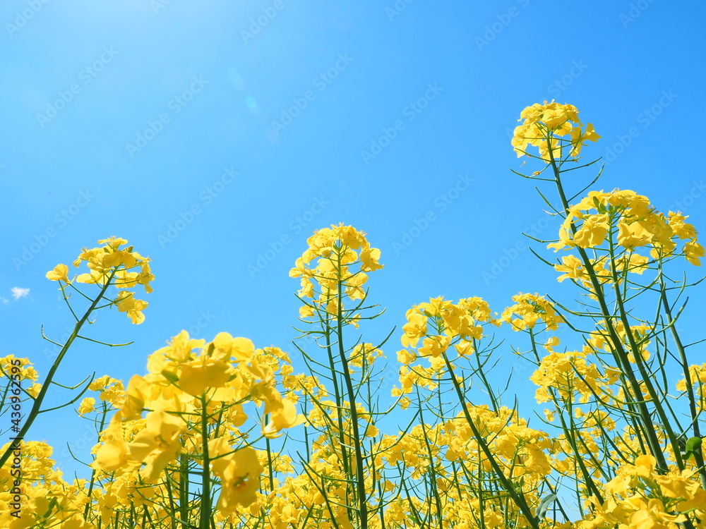 Obraz premium 安平町の美しい菜の花と青空
