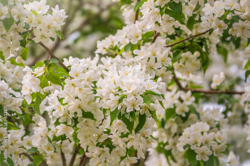 White blossoming apple trees. White apple tree flowers White blossoming apple trees. White apple tree flowers
