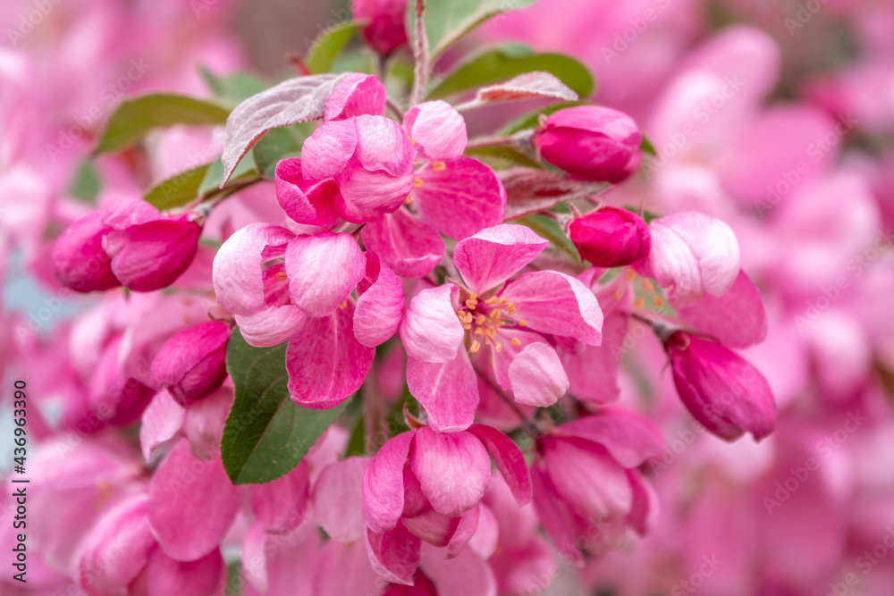 Fresh pink flowers of a blossoming apple tree with blured background Fresh pink flowers of a blossoming apple tree with blured background