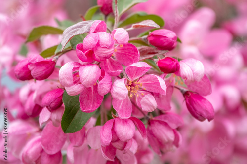 Fresh pink flowers of a blossoming apple tree with blured background