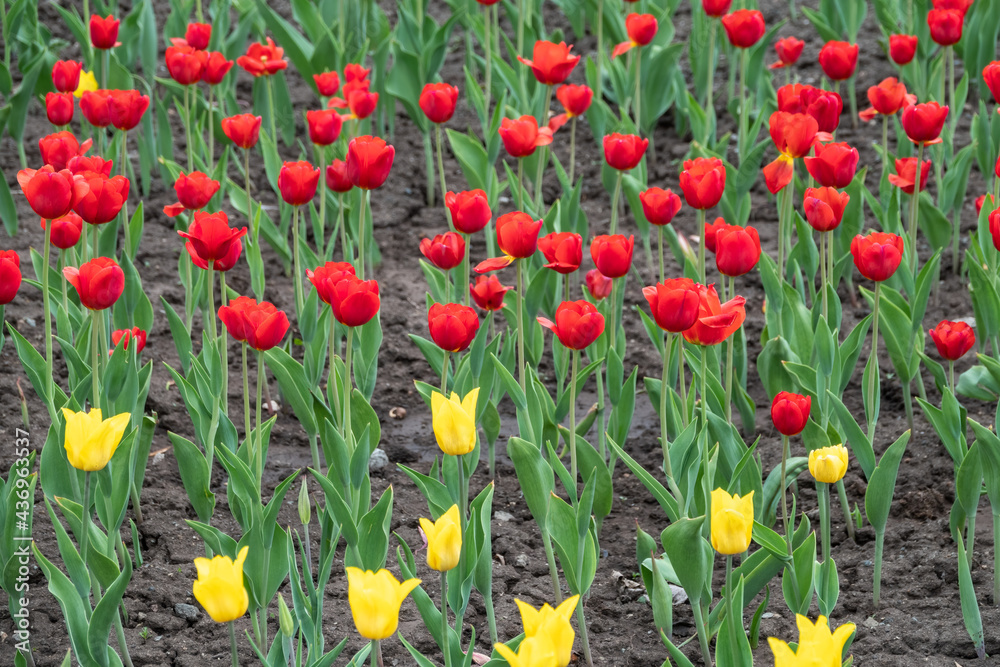 Red and yellow tulips on a green background