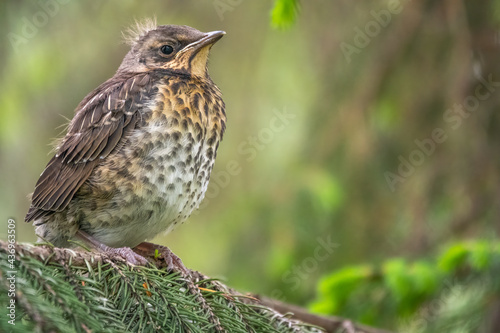 A fieldfare chick, Turdus pilaris, has left the nest and is sitting on a branch. A chick of fieldfare sitting and waiting for a parent on a branch.