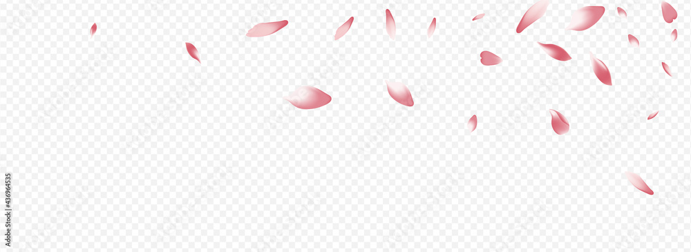 Color Rose Vector Panoramic Transparent