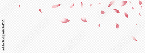 Color Rose Vector Panoramic Transparent