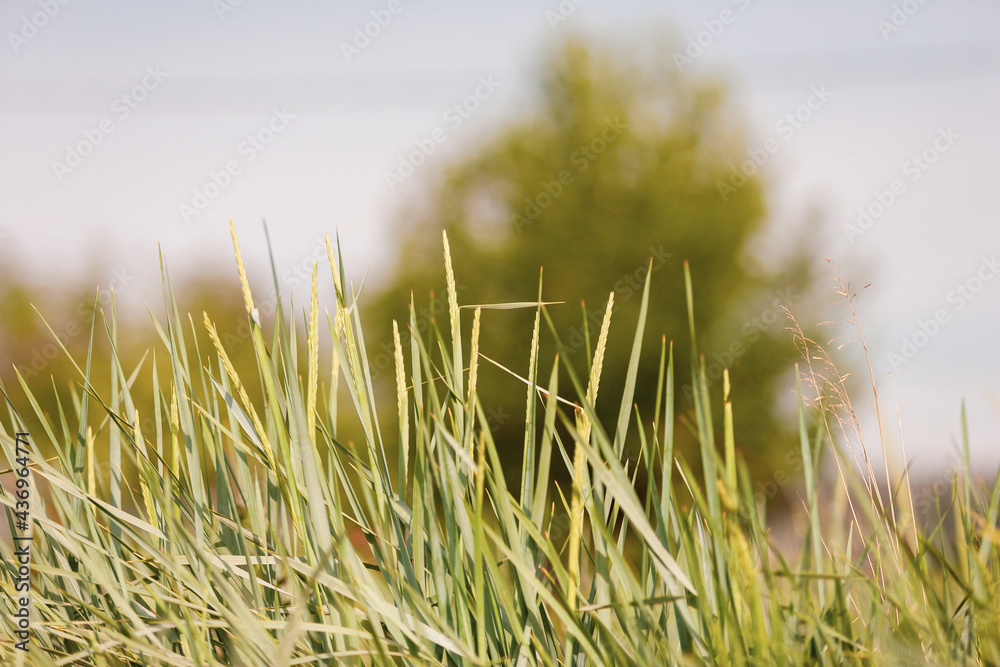 Thickets of gray grass with tough leaves and half-ripe ears against the background of distant trees. Narrow focus. Thickets of gray grass with tough leaves and half-ripe ears against the background of distant trees. Narrow focus.