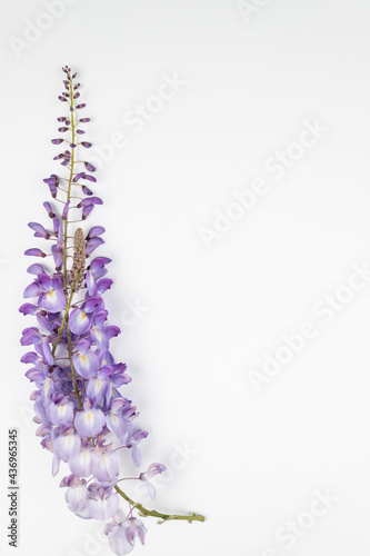 still life with lavender flowers