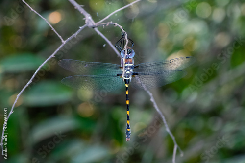 River cruiser dragonfly on a branch in the forest