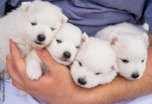 four Japanese Spitz puppies in the hands of a man. cute white fluffy dogs. 