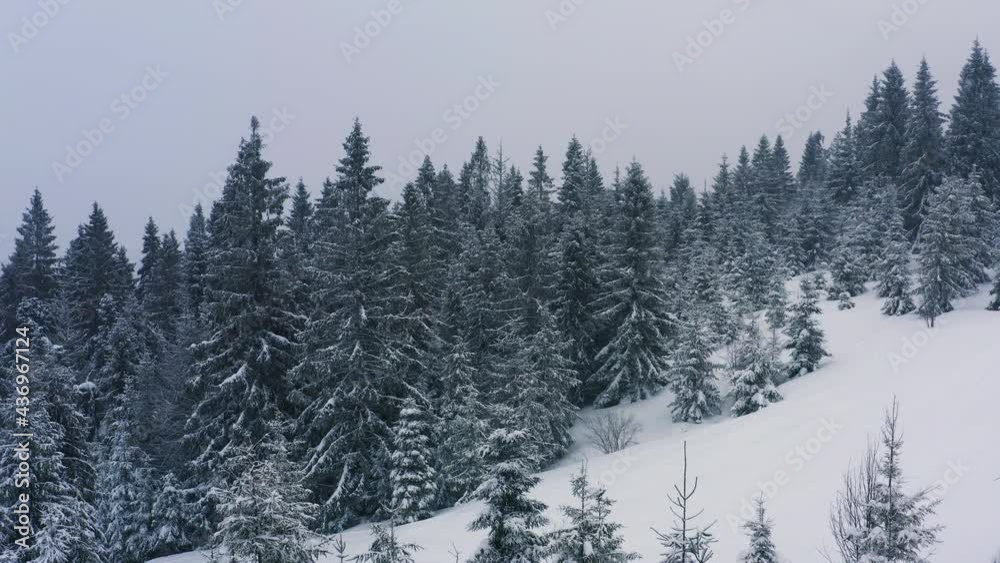 Beautiful view of the snowy Carpathian mountains covered with evergreen forests in cloudy weather Beautiful view of the snowy Carpathian mountains covered with evergreen forests in cloudy weather