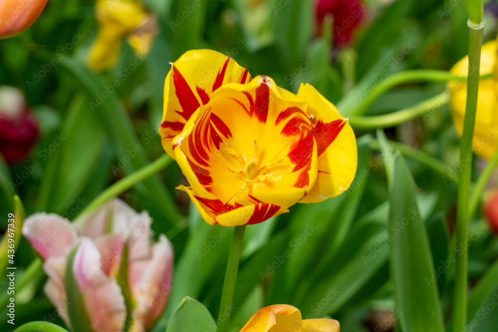 red and yellow tulips red and yellow tulips