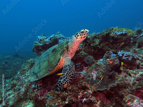 A Hawksbill turtle resting on corals Boracay Philippines 